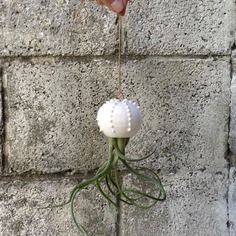 Cactopus vaso da appendere per piantine aeree in ceramica bianco - su ordinazione 