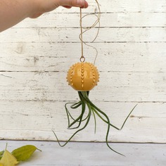 Cactopus vaso da appendere per piantine aeree in ceramica giallo miele - su ordinazione 