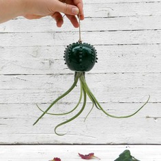 Cactopus vaso da appendere per piantine aeree in ceramica verde scuro - su ordinazione 